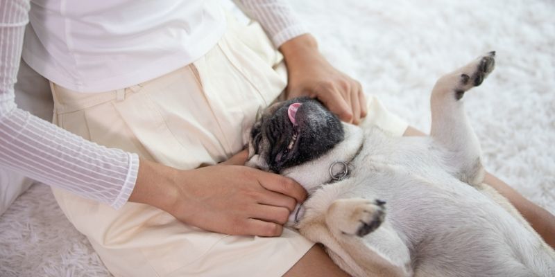 a-guide-to-working-in-canine-massage-therapy-learndirect